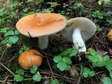 Russula paludosa image