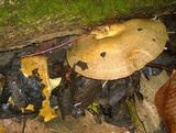 Lactarius maculatus image