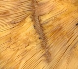 Lactarius maculatus image