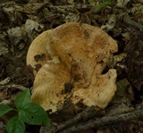 Lactarius psammicola image