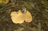 Lactarius psammicola f. glaber image
