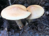 Cortinarius armillatus image