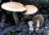 Cortinarius armillatus image