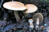 Cortinarius armillatus image