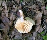Lactarius marylandicus image