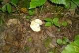 Lactarius marylandicus image