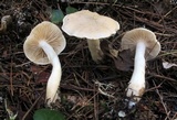 Tricholoma inamoenum image