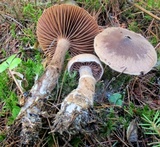 Cortinarius torvus image