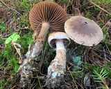 Cortinarius torvus image
