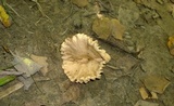 Lactarius marylandicus image
