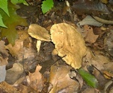 Lactarius marylandicus image