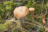 Clavariadelphus truncatus image