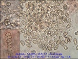 Pholiota alnicola var. alnicola image