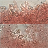 Pholiota alnicola image