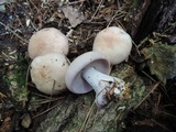 Lepista glaucocana image