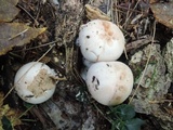 Lepista glaucocana image
