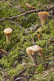 Clavariadelphus truncatus image