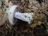 Lepista glaucocana image