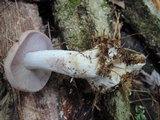 Lepista glaucocana image
