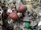 Rhodocollybia butyracea image