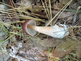 Rhodocollybia butyracea image