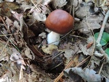 Rhodocollybia butyracea image