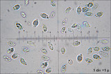 Clavariadelphus truncatus image