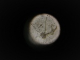 Geopora arenicola image