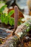 Xylaria allantoidea image