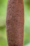 Xylaria allantoidea image