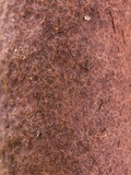 Xylaria allantoidea image