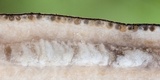 Xylaria allantoidea image