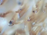 Climacodon pulcherrimus image