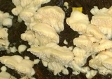 Sarcodontia pachyodon image