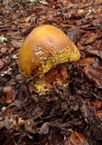 Amanita augusta image