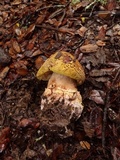 Amanita augusta image