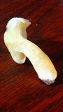 Hygrophorus occidentalis image