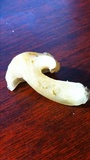 Hygrophorus occidentalis image