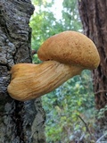 Gymnopilus ventricosus image