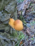 Gymnopilus ventricosus image