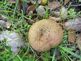 Boletus chrysenteron image