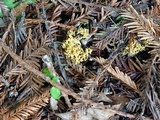 Phaeoclavulina myceliosa image