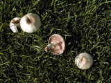 Agaricus californicus image