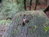 Mycena purpureofusca image