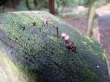 Mycena purpureofusca image