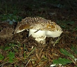 Amanita ameripanthera image
