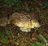 Amanita ameripanthera image