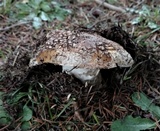 Amanita ameripanthera image