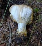 Lactarius alnicola var. alnicola image