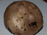 Lactarius pallescens image